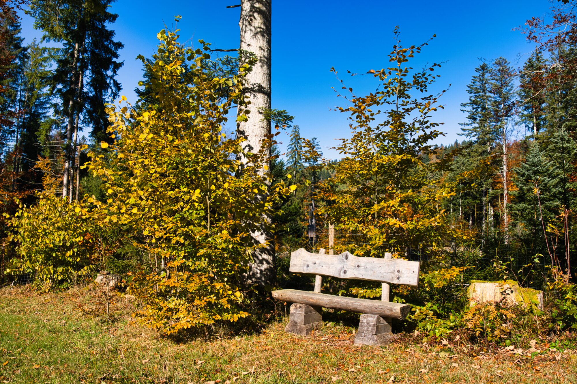 Bänkli Bänkli