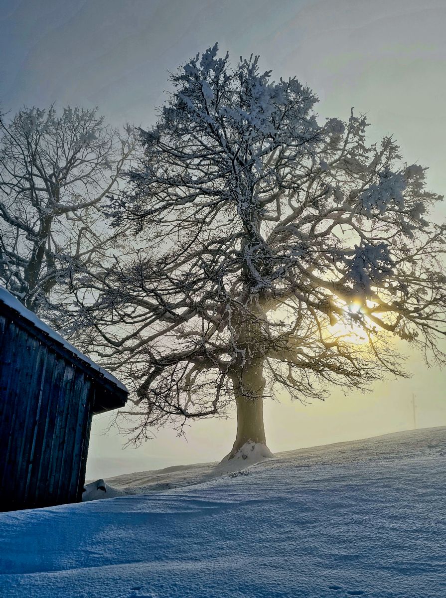 Winter Winter
